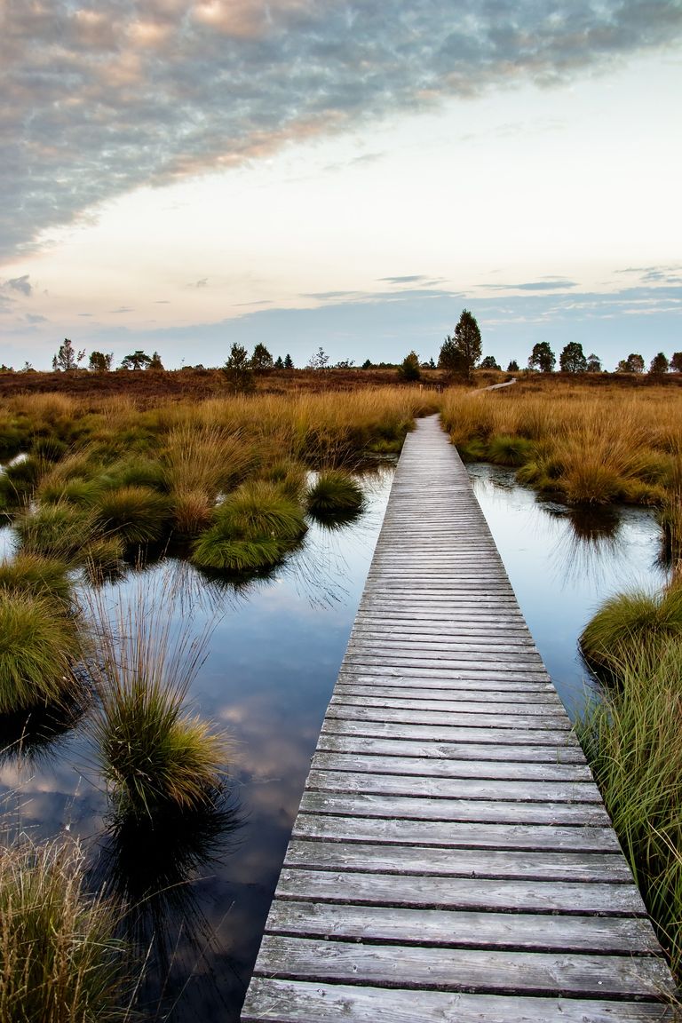 Hochmoor im Nordharz