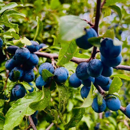 Sloe Gin