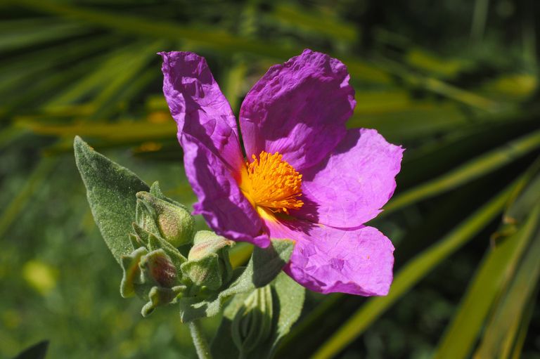 Zistrose aus Portugal