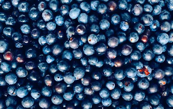 Sloe Gin